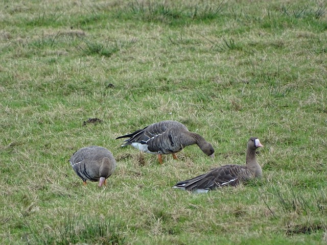 参与欧洲杯活动得奖品！猜猜今天4场比赛的总进球数.